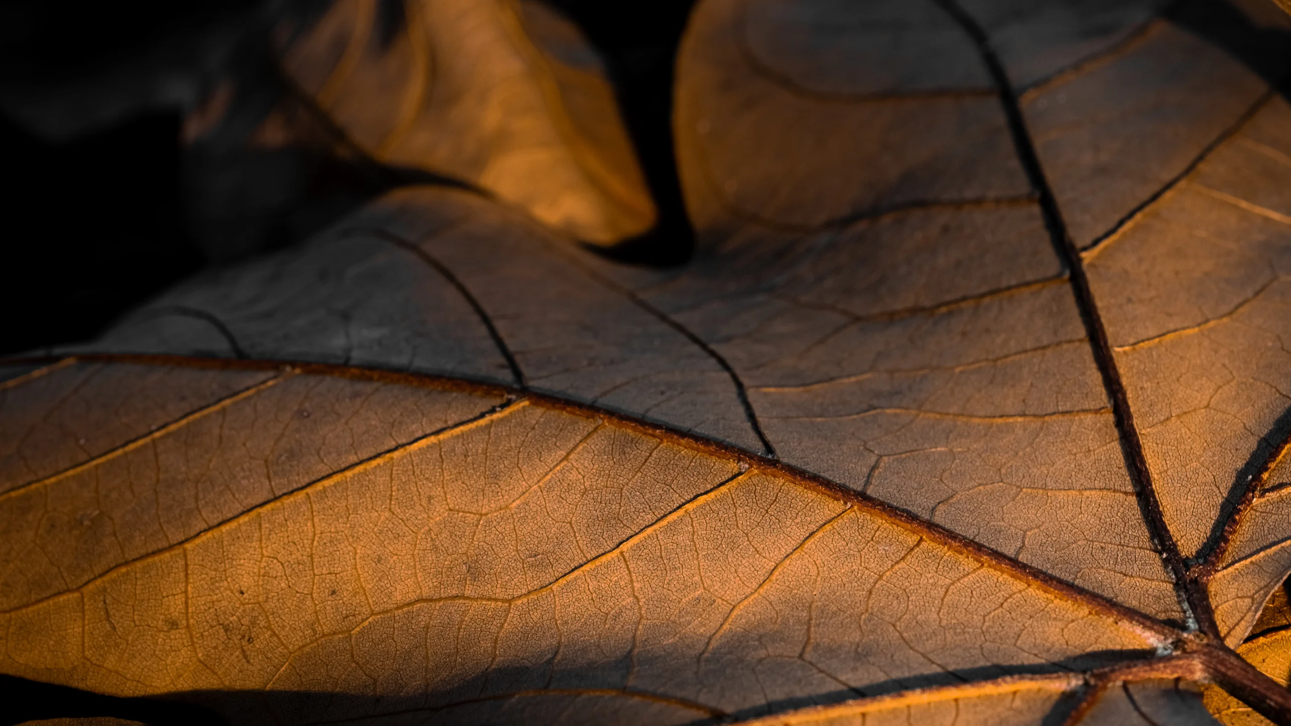 Macro